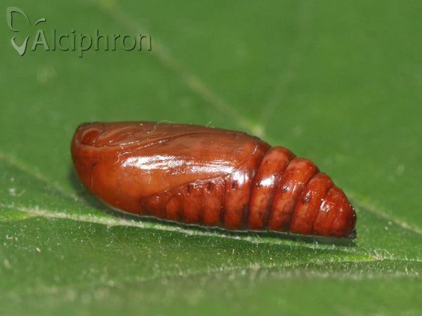 Conistra erythrocephala