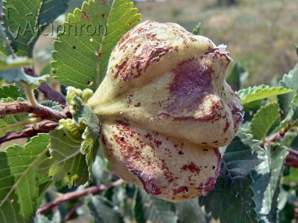Eriosoma lanuginosum