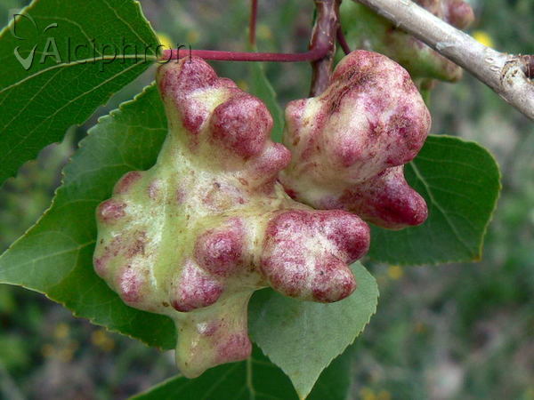 Pemphigus vesicarius
