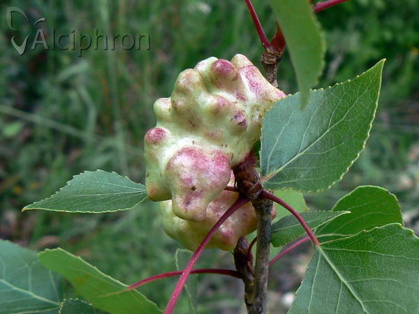 Pemphigus vesicarius