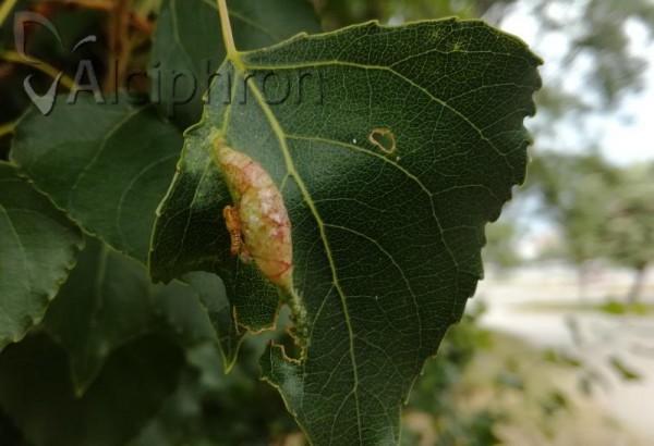 Pemphigus gairi