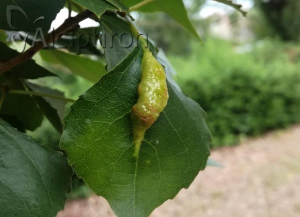 Pemphigus gairi