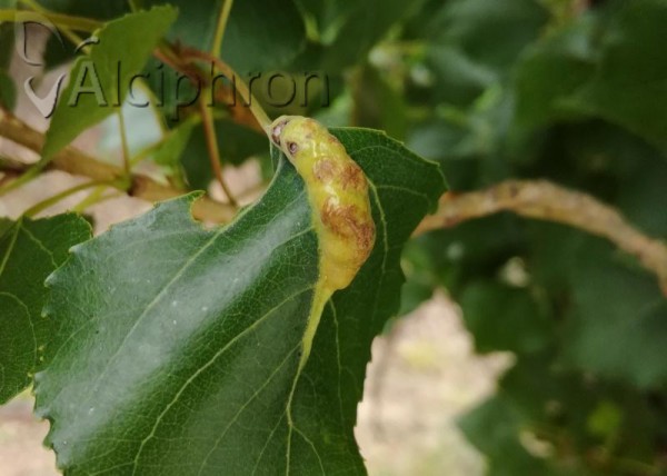 Pemphigus gairi