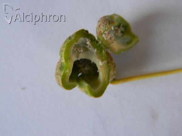 Pemphigus spyrothecae
