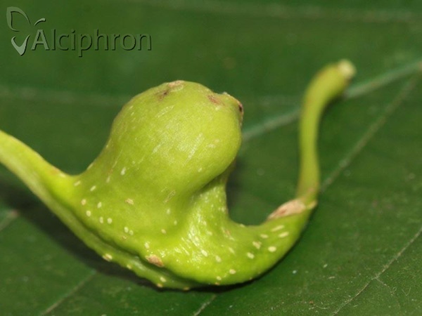 Pemphigus spyrothecae