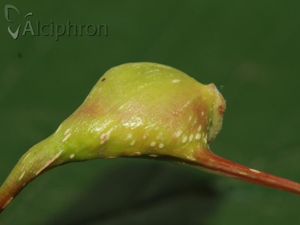 Pemphigus spyrothecae