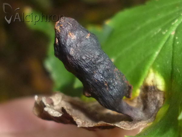 Tetraneura ulmi
