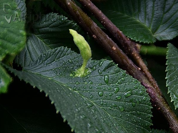 Tetraneura ulmi