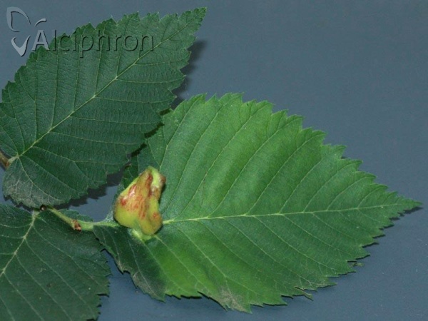 Tetraneura ulmi