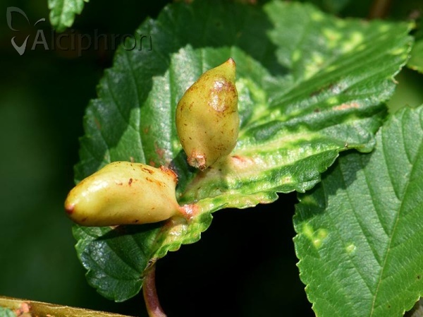 Tetraneura ulmi