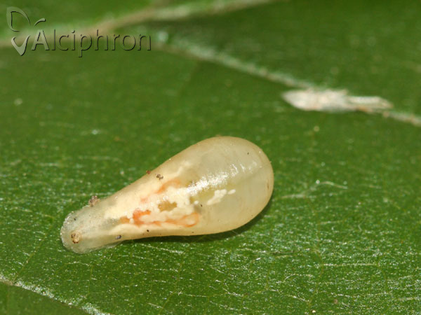 Episyrphus balteatus