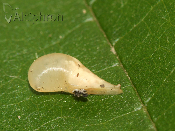 Episyrphus balteatus