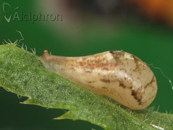Episyrphus balteatus