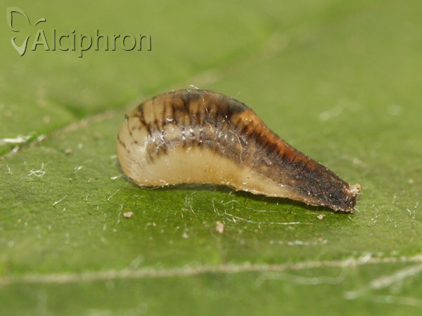 Episyrphus balteatus
