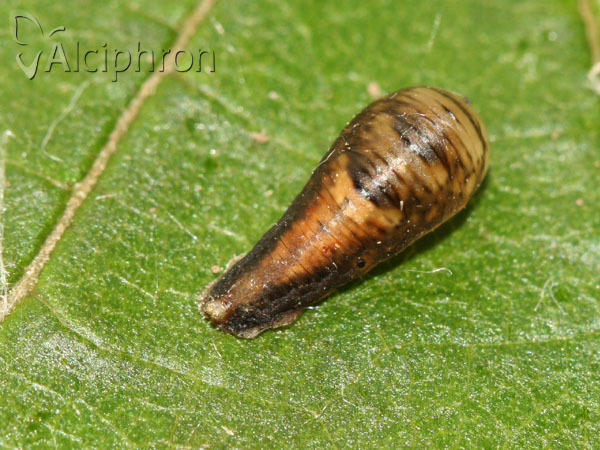 Episyrphus balteatus