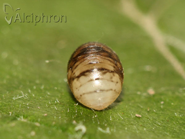 Episyrphus balteatus