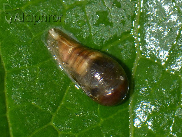 Episyrphus balteatus
