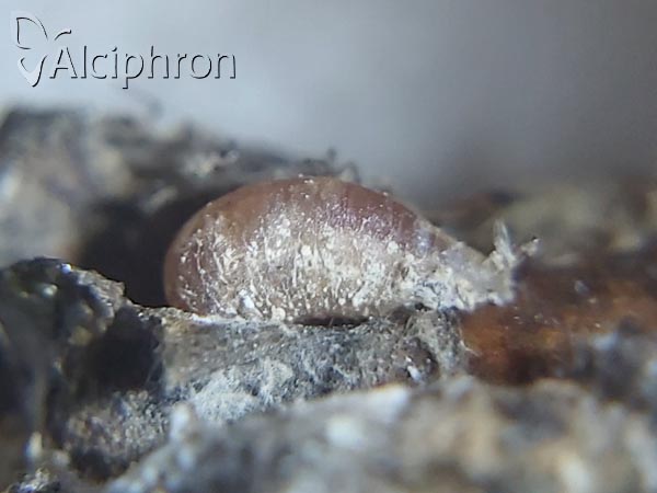 Heringia heringi