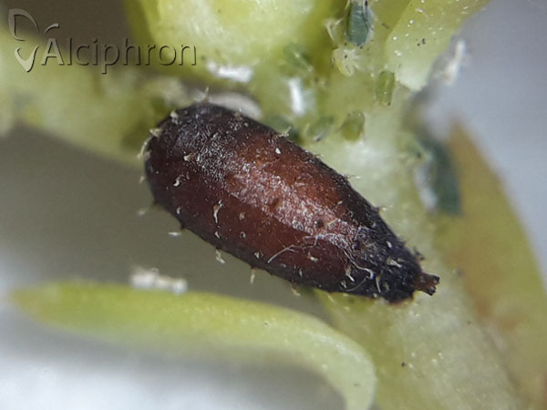 Paragus haemorrhous