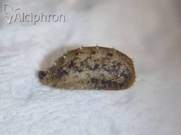 Paragus pecchiolii