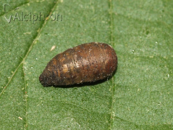 Scaeva dignota