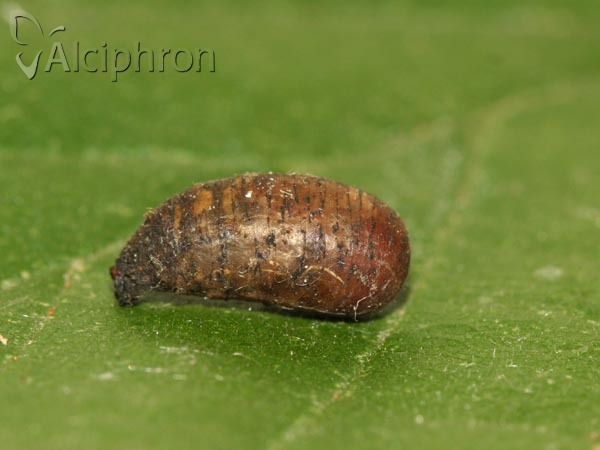 Scaeva dignota