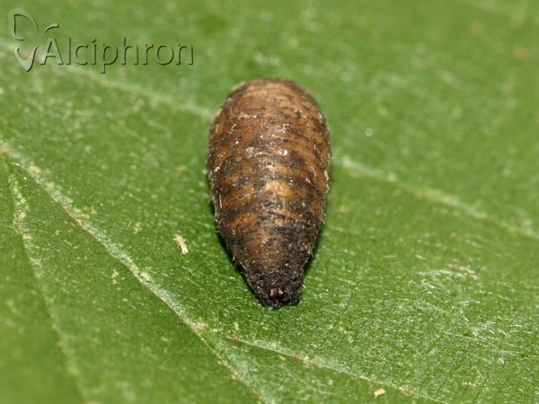 Scaeva dignota