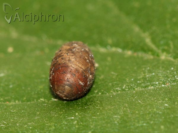 Scaeva dignota