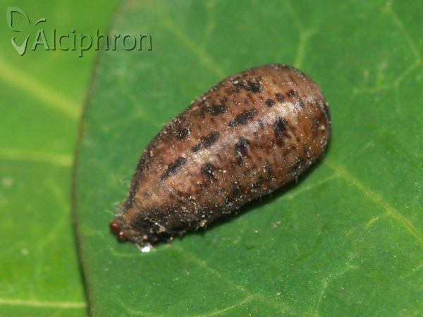 Scaeva selenitica