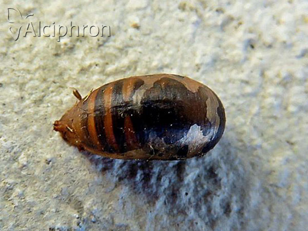 Syrphus ribesii