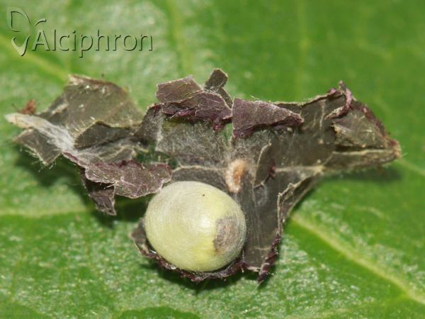 Chrysoperla carnea