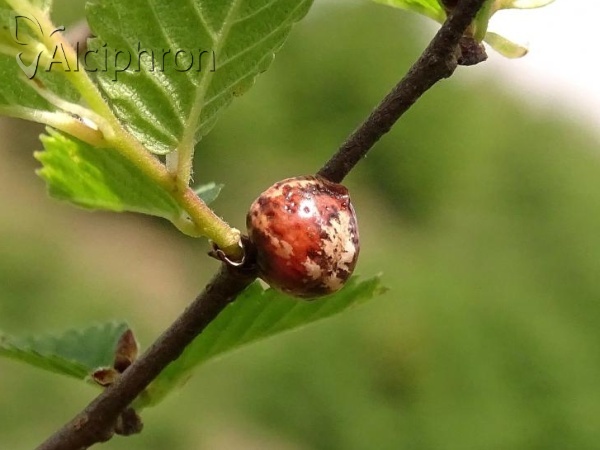 Eulecanium tiliae