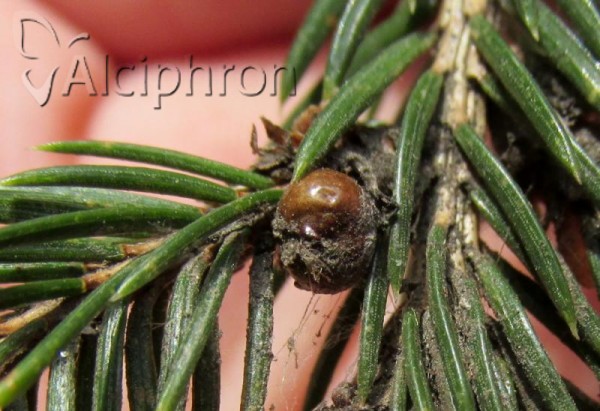 Physokermes hemicryphus