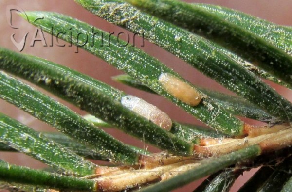 Physokermes hemicryphus