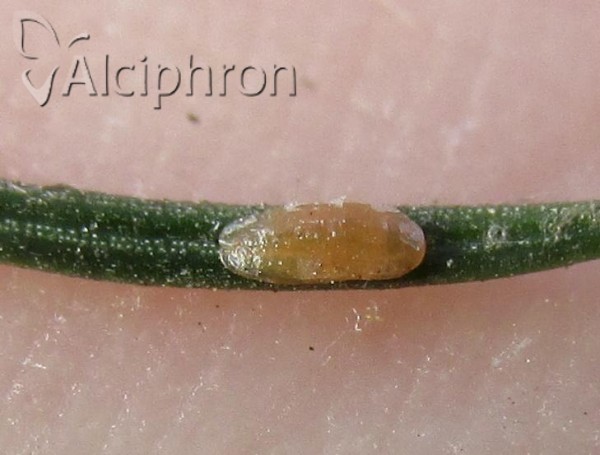 Physokermes hemicryphus