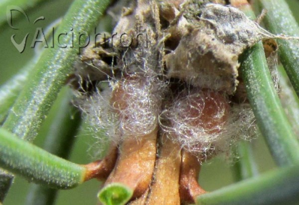 Physokermes piceae